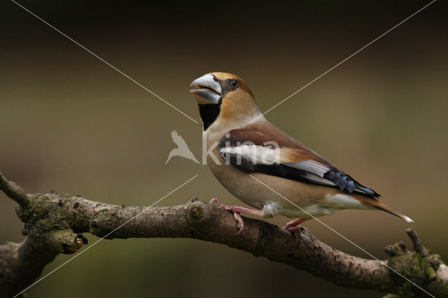 Hawfinch (Coccothraustes coccothraustes)