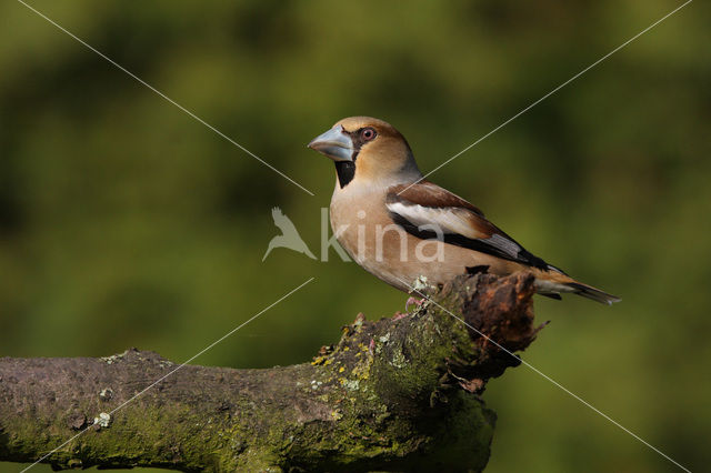 Appelvink (Coccothraustes coccothraustes)