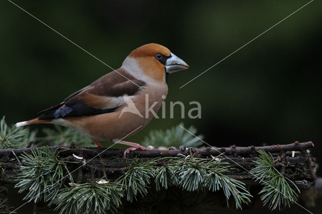 Appelvink (Coccothraustes coccothraustes)