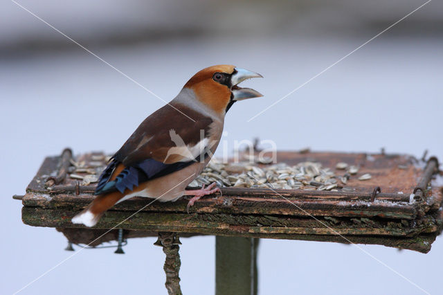 Hawfinch (Coccothraustes coccothraustes)