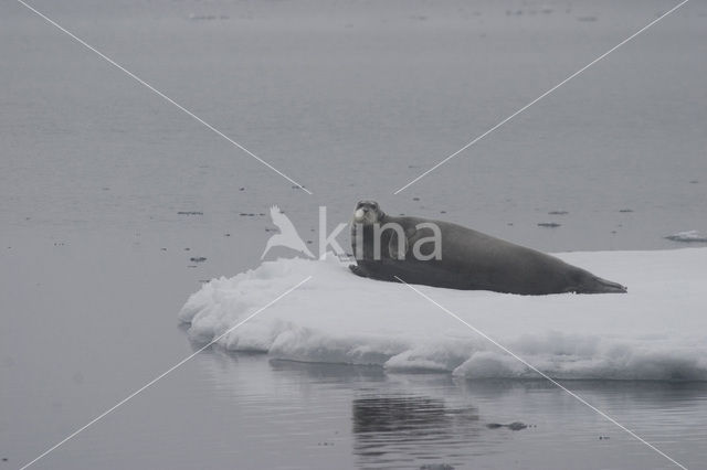 Baardrob (Erignathus barbatus)