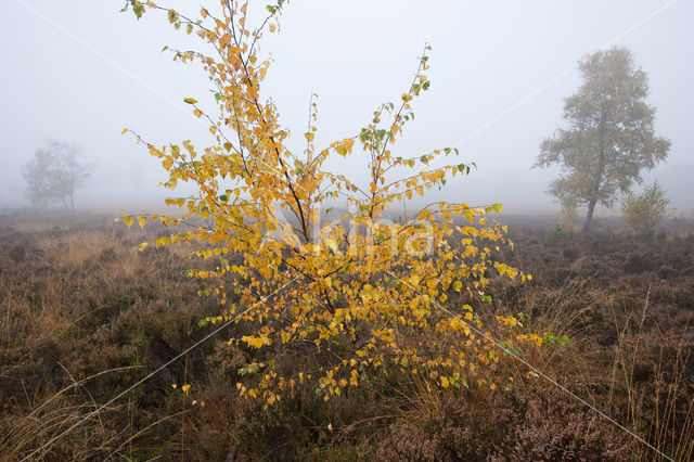 Berk (Betula)