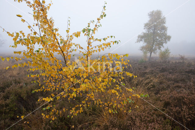 Berk (Betula)