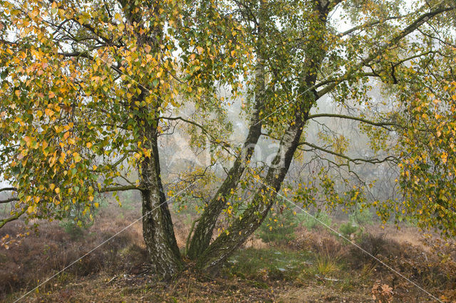 Berk (Betula)