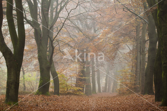 Beech (Fagus spec.)