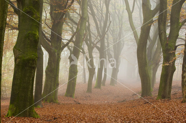 Beuk (Fagus spec.)