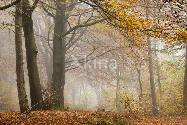 Beuk (Fagus spec.)