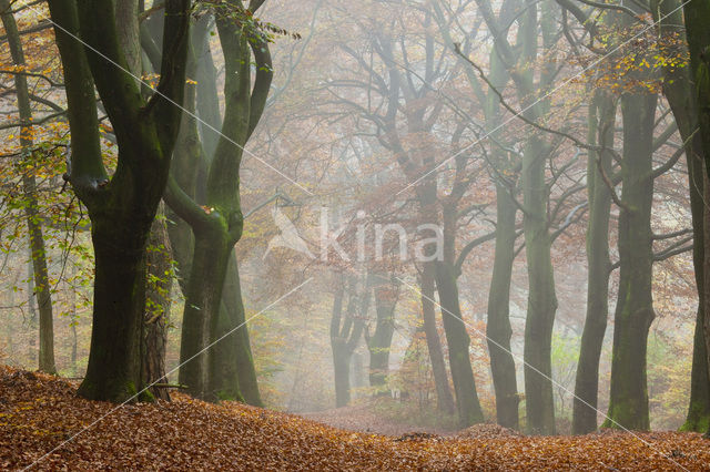 Beuk (Fagus spec.)