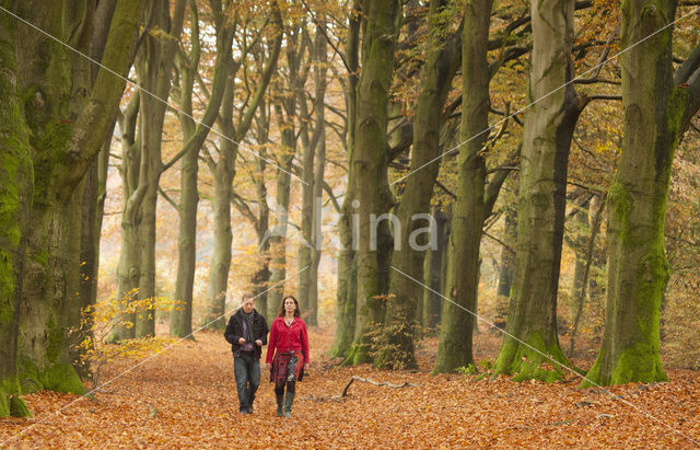 Beech (Fagus spec.)