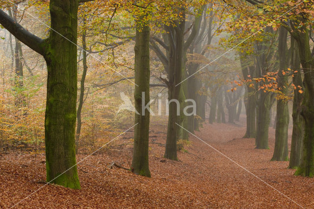 Beuk (Fagus spec.)