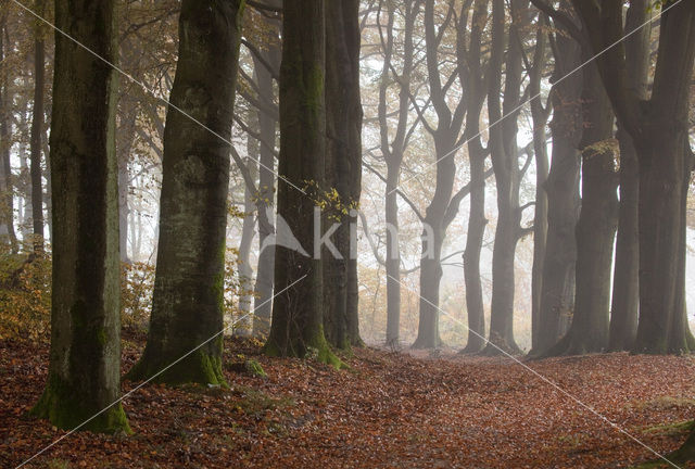 Beech (Fagus spec.)