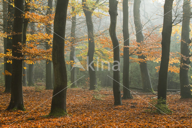 Beuk (Fagus spec.)