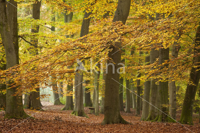 Beech (Fagus spec.)