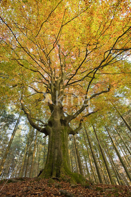 Beuk (Fagus spec.)