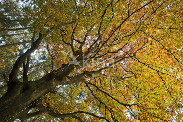 Beuk (Fagus spec.)