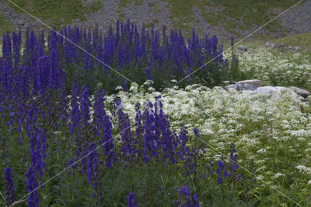 Blauwe monnikskap (Aconitum napellus)