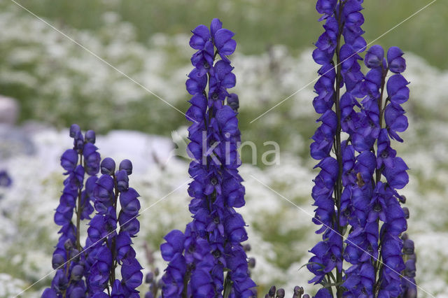 Blauwe monnikskap (Aconitum napellus)