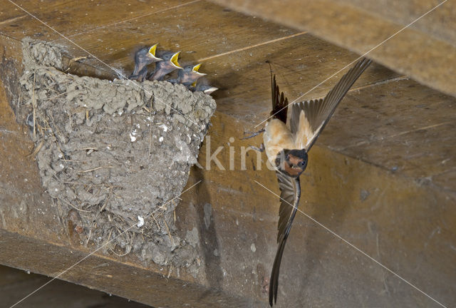 Barn Swallow (Hirundo rustica)