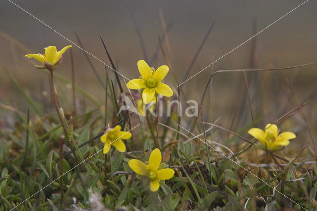 Bokjessteenbreek (Saxifraga hirculus)