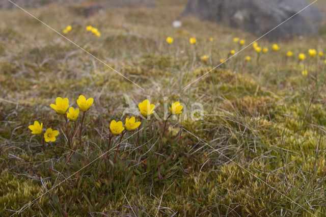 Bokjessteenbreek (Saxifraga hirculus)