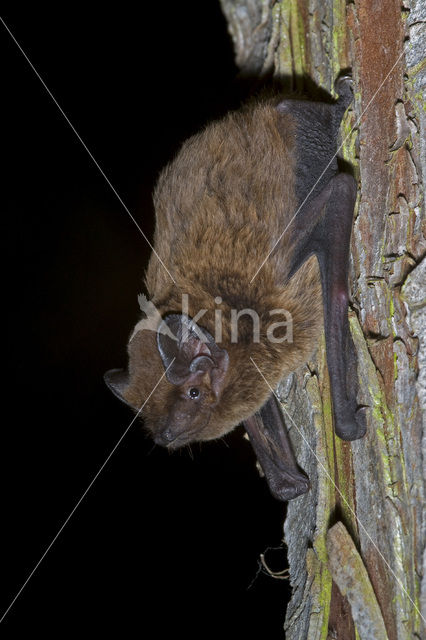 Leisler’s Bat