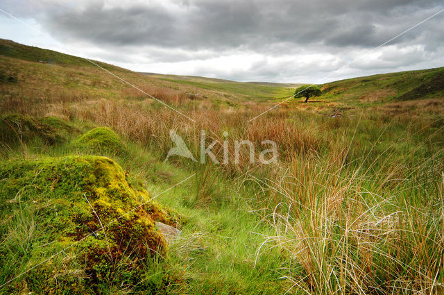 Cambrian Mountains