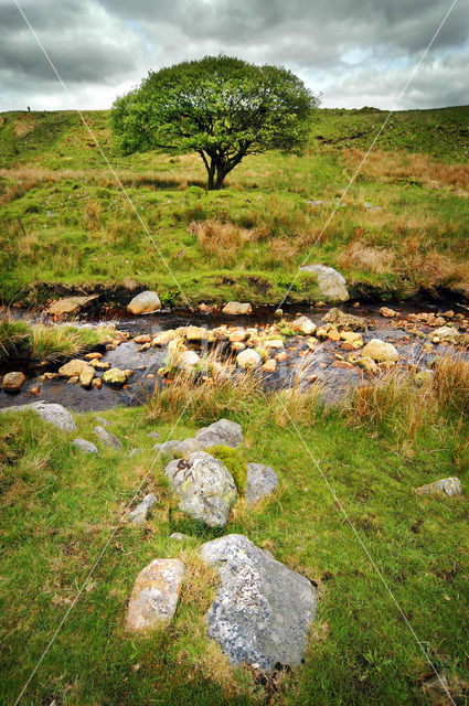 Cambrian Mountains