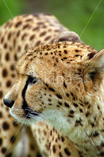 Cheetah