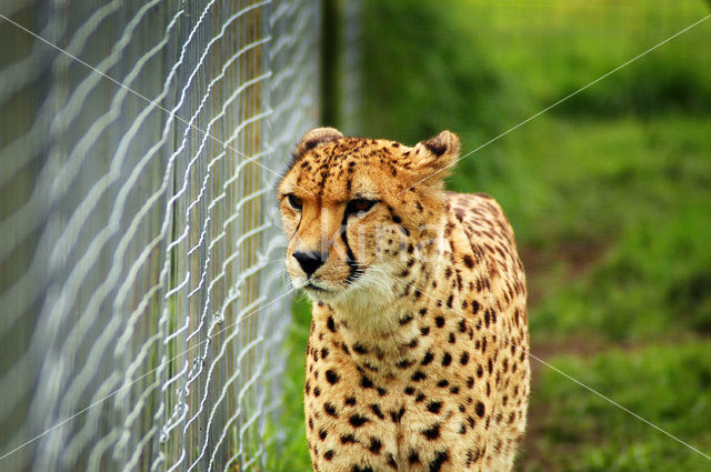 Cheetah