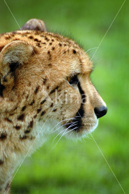 Cheetah