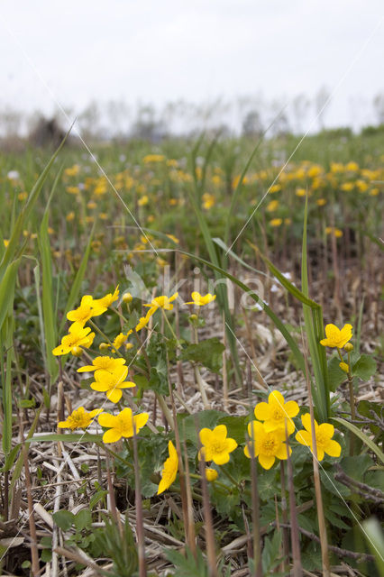 Dotterbloem (Caltha palustris)