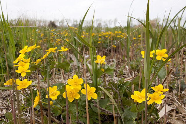 Dotterbloem (Caltha palustris)