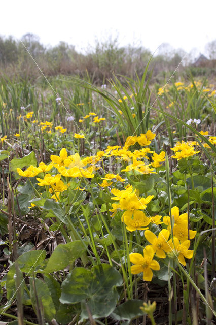 Dotterbloem (Caltha palustris)