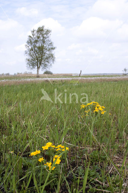 Dotterbloem (Caltha palustris)