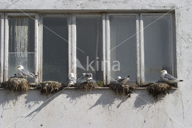 Black-legged Kittiwake (Rissa tridactyla)