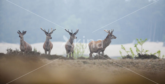 Red Deer (Cervus elaphus)