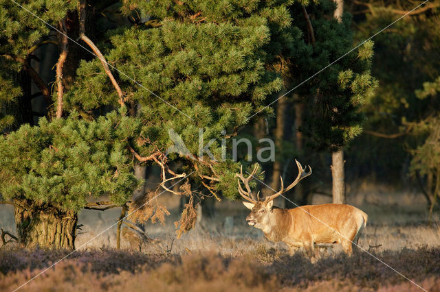 Edelhert (Cervus elaphus)