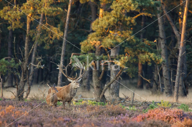 Edelhert (Cervus elaphus)