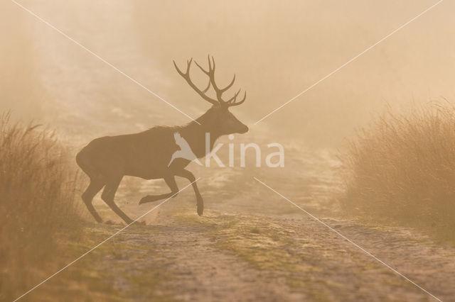 Edelhert (Cervus elaphus)