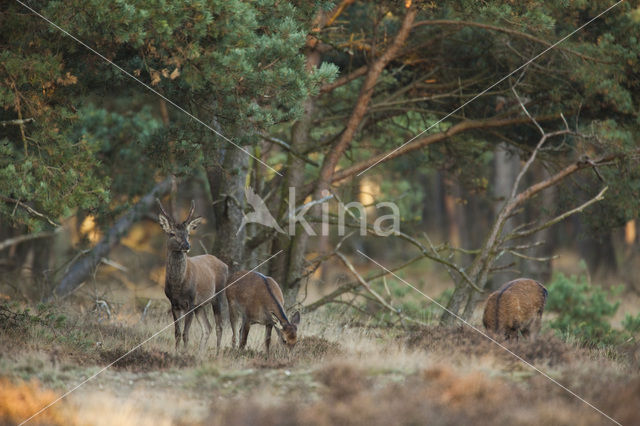 Edelhert (Cervus elaphus)