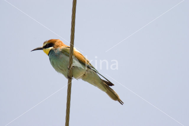 European Bee-eater (Merops apiaster)