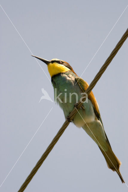 European Bee-eater (Merops apiaster)