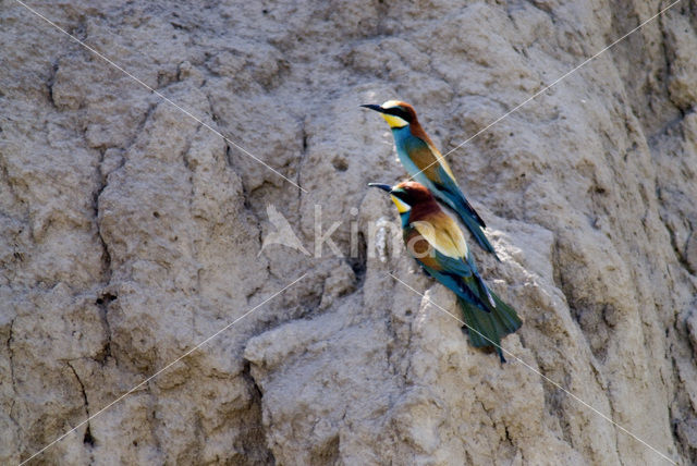 Europese Bijeneter (Merops apiaster)