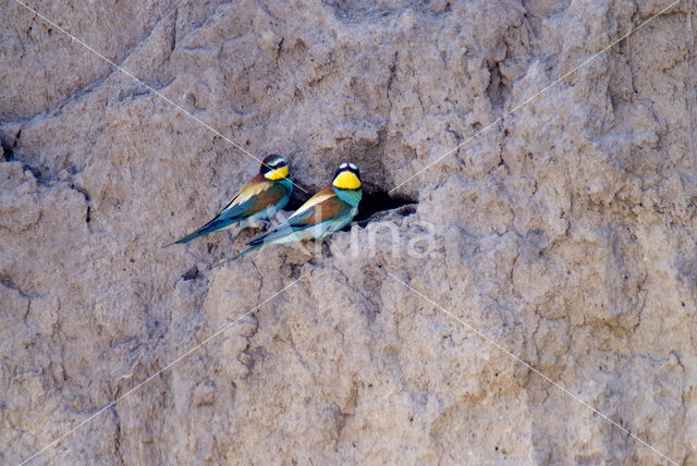 European Bee-eater (Merops apiaster)