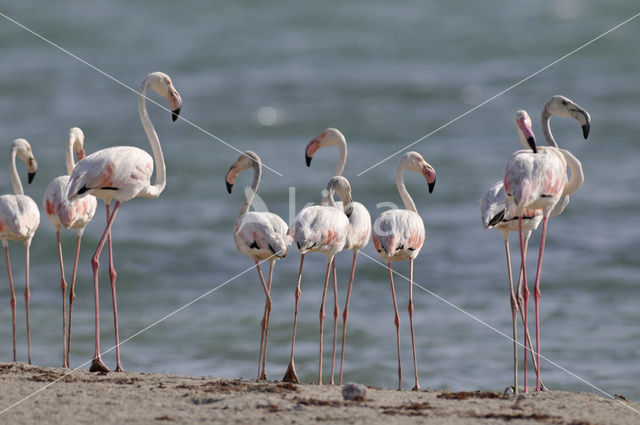 Flamingo (Phoenicopterus ruber)