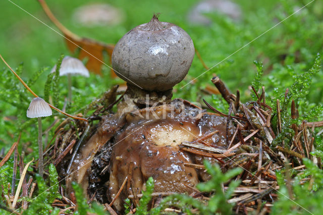 Forse aardster (Geastrum coronatum)