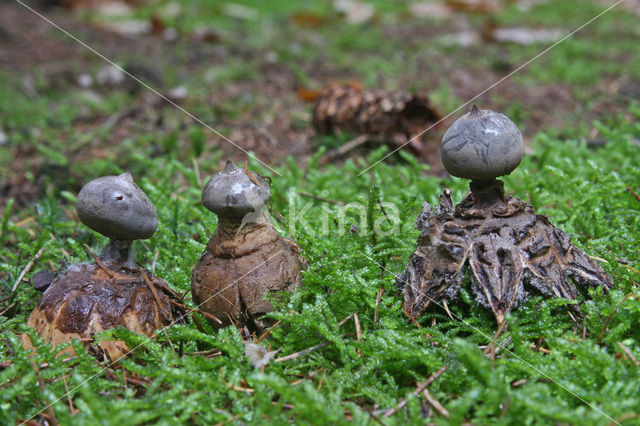 Forse aardster (Geastrum coronatum)