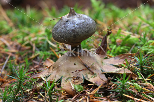 Forse aardster (Geastrum coronatum)