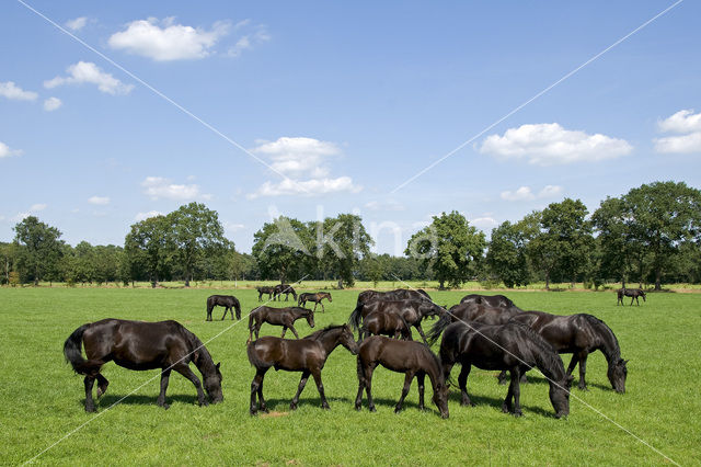 Fries paard (Equus spp)