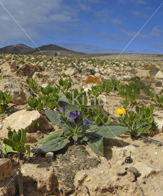 Fuerteventura